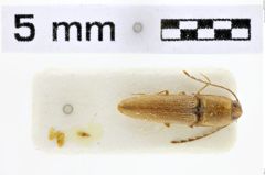 Foto (Dorsalansicht) von Agriotes pseudobscurus (NHMW-ZOO-COL-0010233)